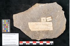 Foto (Objekt + Etikett) von Neuropteris auriculata Brongniart (NHMW-GEO-2024-0188-10670)